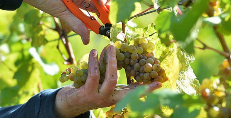 Der Weinjahrgang 2021 hat hierzulande gute Qualitäten und eine leicht unterdurchschnittliche Erntemenge hervorgebracht. Foto: DWI